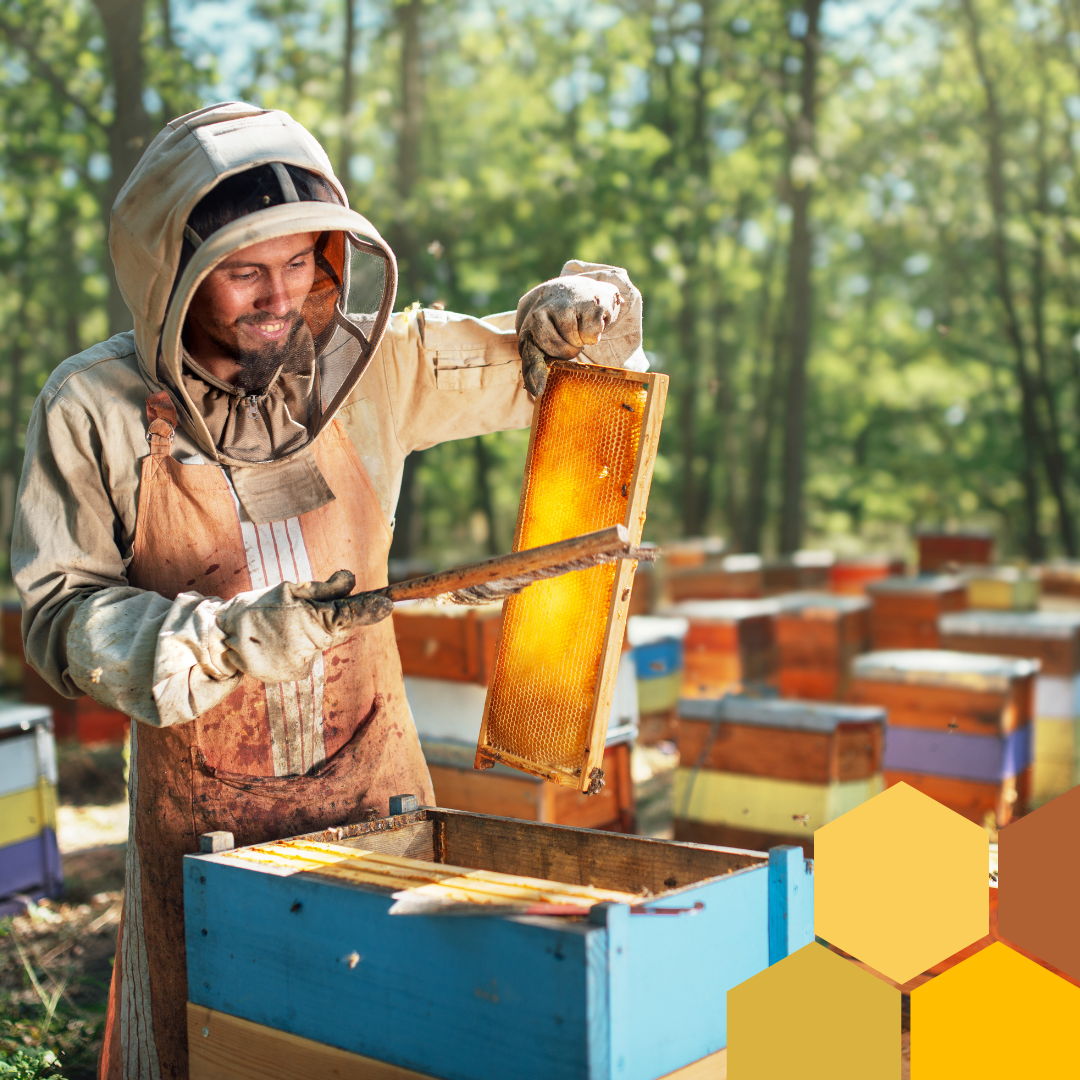 Beekeeper collecting honey