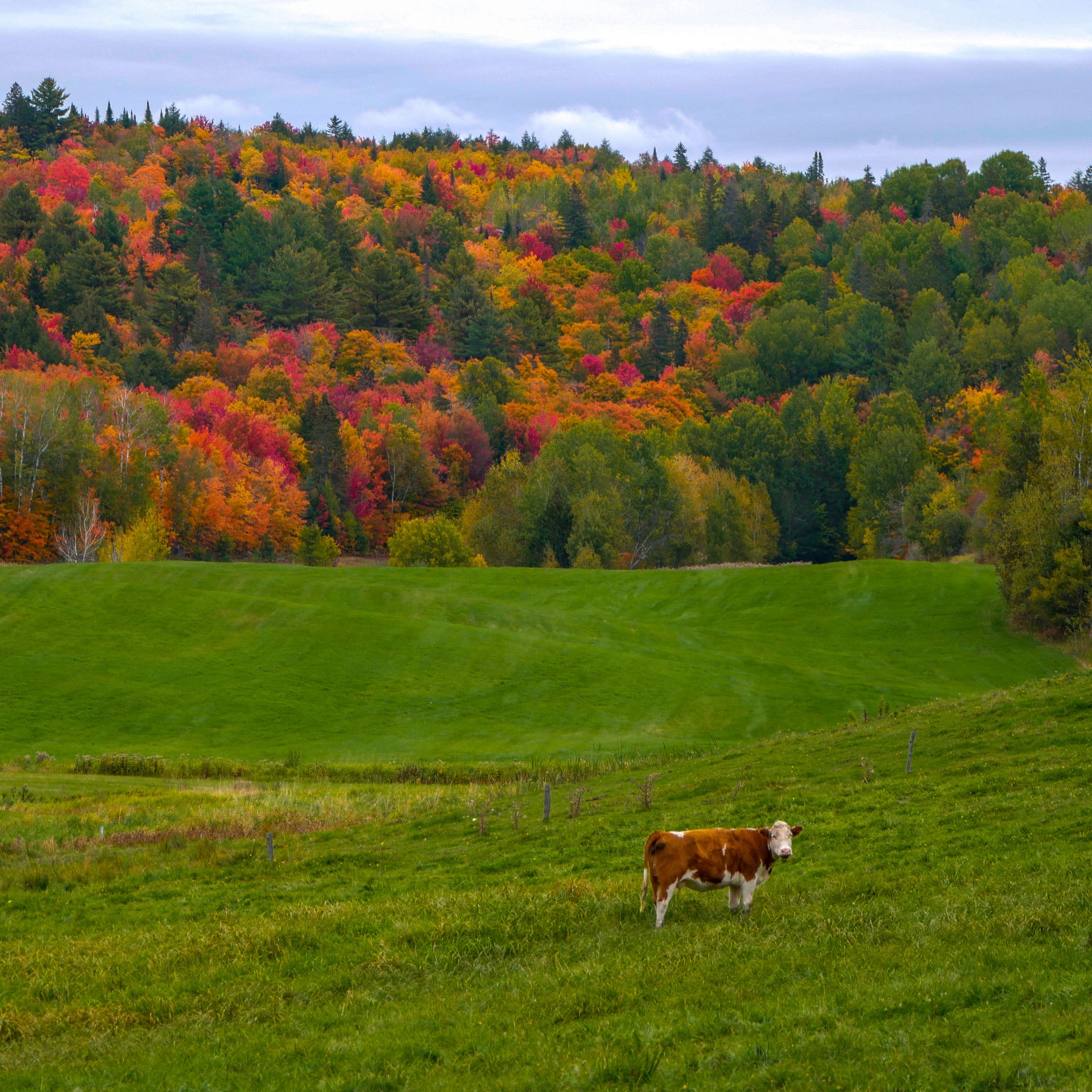 Cow in field with fall foliage in background