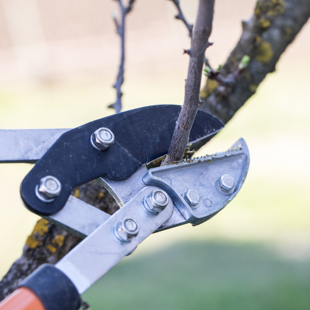 Pruning shears cutting tree limb.