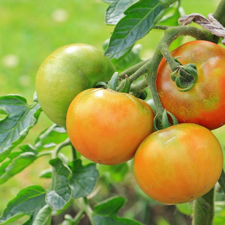  Tomato vine tied to post